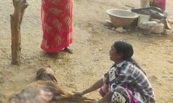  Calf Died In The Attack Of Stray Dogs, Calf , Stray Dogs, Nalgonda District, Str-TeluguStop.com