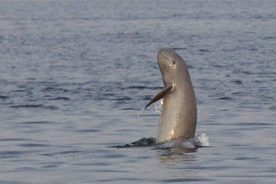  Cambodia Records 1st Rare Mekong River Dolphin Death In 2023-TeluguStop.com