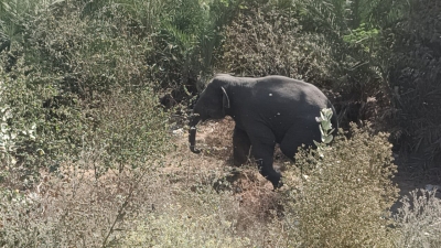  Captured, Relocated Makhna Elephant In Tn's Anamalai Tiger Reserve Being Monitor-TeluguStop.com