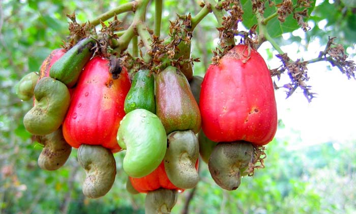 Telugu Agriculture, Cashew Mango, Cashewmango, Latest Telugu, Techniquesyield-La