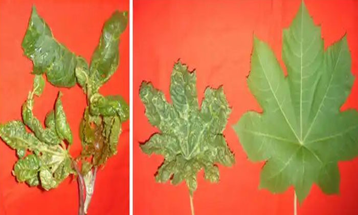  Instructions To Prevent Pest In Castor Cultivation , Castor , Neem Oil , Culti-TeluguStop.com