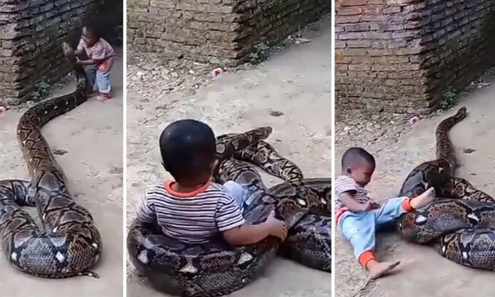  Child Playing With Real Python Video Viral Details, Phython, Boy, Playing, Viral-TeluguStop.com