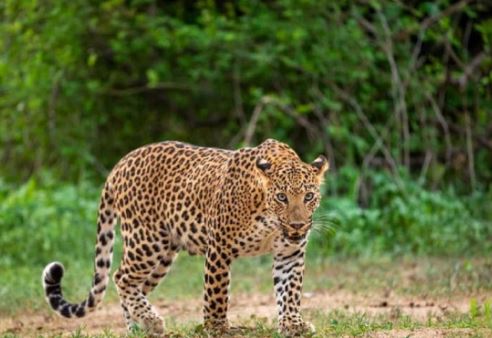  Leopard Migration In Rajanna Sirisilla District-TeluguStop.com