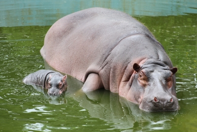  Colombia Plans To Fly 'cocaine Hippos' Part Of Pablo Escobar's Ex-collection To-TeluguStop.com