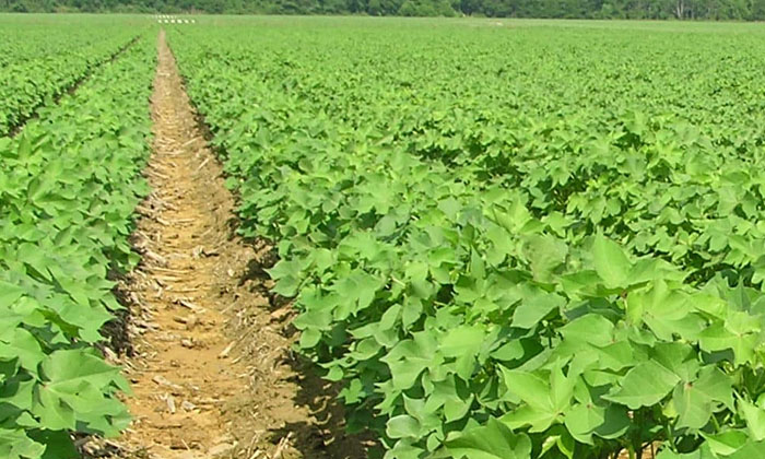  Better New Methods For High Yield In Cotton Crop, Cotton,  Cultivation , High  Y-TeluguStop.com