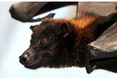  Covid-like Virus In Native Uk Bats Raises Spillover Risk: Scientists-TeluguStop.com