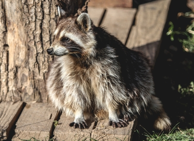  Covid Pandemic May Have Originated From Racoon Dogs At Wuhan Market: Study-TeluguStop.com