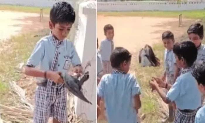  Viral The Boy Who Saved The Crow Caught In The Net Netizens Praise ,boy, School,-TeluguStop.com