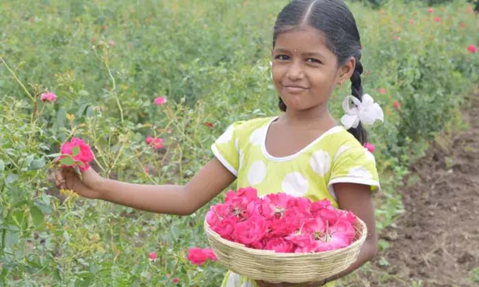  Income In Lakhs Per Month From Cultivation Of Rose Flowers ,cultivation Of Rose-TeluguStop.com