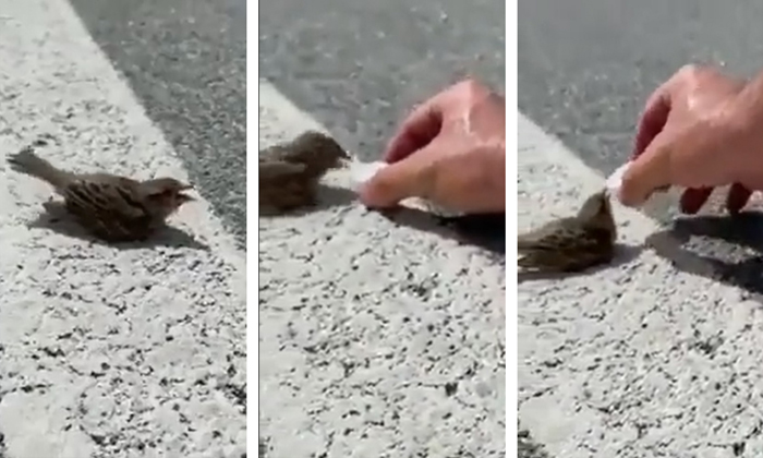 Cyclist Offered Water To A Thirsty Bird Viral Video Details, Bird, Viral Latest,-TeluguStop.com