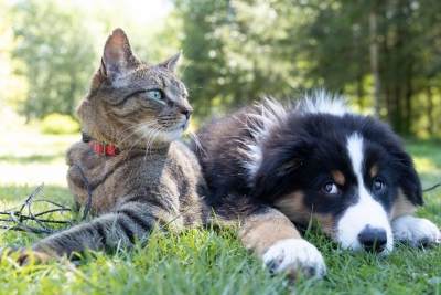 Deadly Superbugs Can Spread Between Healthy Pet Dogs, Cats & Owners: Study Deadly Superbugs Can Spread Between Healthy Pet Dogs, Cats & Owners: Study-TeluguStop.com