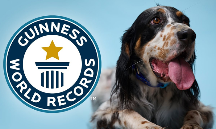  Dog Creates Guinness World Record With Longest Tongue Details, Dog, Viral Lates-TeluguStop.com