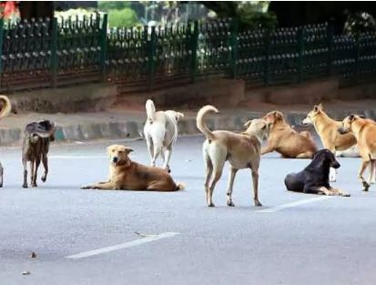  Menace Of Stray Dogs In Nagar Kurnool District-TeluguStop.com