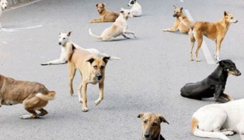 Stray Dogs In Janagama District Stray Dogs In Janagama District-TeluguStop.com