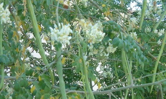  Good Management Practices For Quality Yield In Drumstick Cultivation ,drumstick-TeluguStop.com