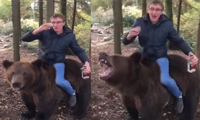  Drunk Man Sitting On Wild Bear Video Viral Details, Bear, Viral Latest, News Vir-TeluguStop.com