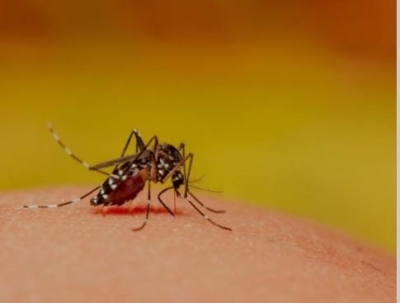  Even As Influenza Hovers Around, Dengue Makes Comeback With Changing Seasons-TeluguStop.com