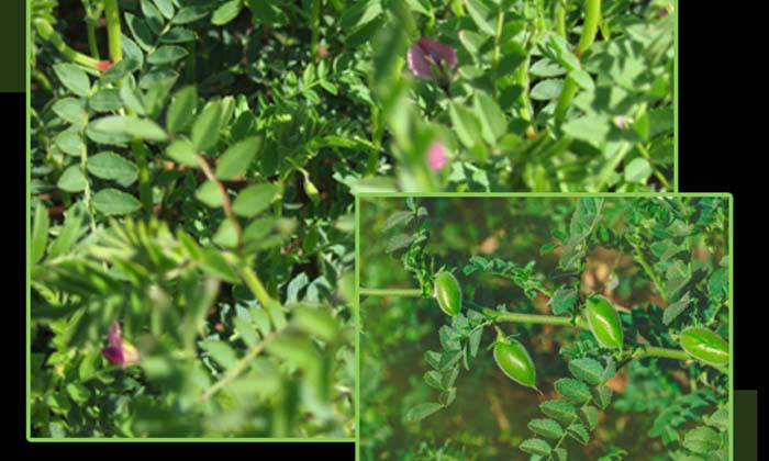 Telugu Agriculture, Alluvial Soils, Bharti, Fertilizers, Kranti, Latest Telugu, Telugu Agriculture, Alluvial Soils, Bharti, Fertilizers, Kranti, Latest Telugu,