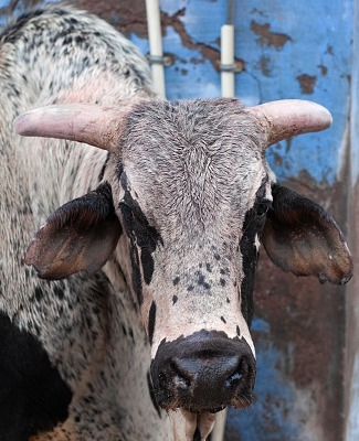  Four-year-old Girl Trampled By Stray Bull In Aligarh-TeluguStop.com