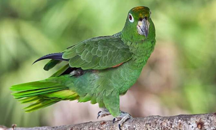  Parrots Bring Luck.. But In Which Direction, , Green Parrots , Luck, Vastu, Nort-TeluguStop.com