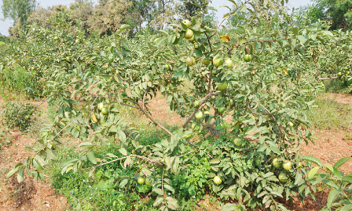  Ownership Of Fertilizers In The Cultivation Of Guava Fruit.. Wake Up For High Yi-TeluguStop.com