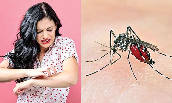  Why Mosquitoes Bite More In Summer ,summer  , Mosquitoes  , Health , African Aed-TeluguStop.com