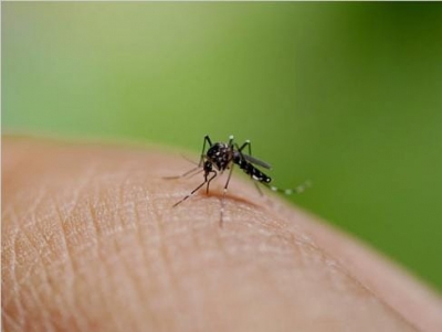  Hidden 'super Spreaders' Spur Dengue Fever Transmission: Study-TeluguStop.com