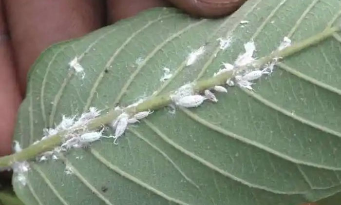  Methods Of Protecting Horticultural Crops From Mealy Bugs , Horticultural , Ag-TeluguStop.com