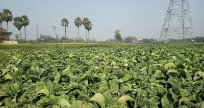  In Bihar, Tobacco Crop Is Injurious To Farmers' Health-TeluguStop.com