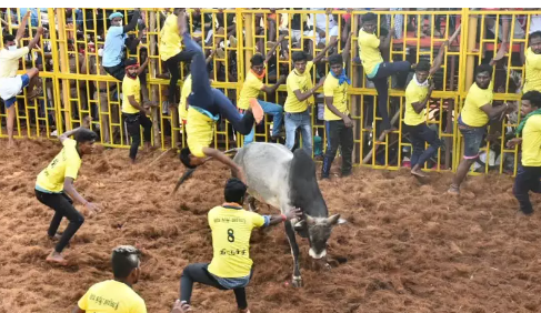  Center Comments On Jallikattu Competitions-TeluguStop.com