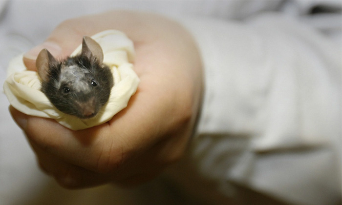  Japan Scientists Creates Mice With Two Fathers Details, Scientists,succeeded,two-TeluguStop.com