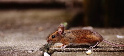  Japanese Scientists Create Mice With Two Fathers-TeluguStop.com