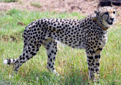  Kidney Ailment Of Namibian Cheetah Sasha First Detected In January-TeluguStop.com