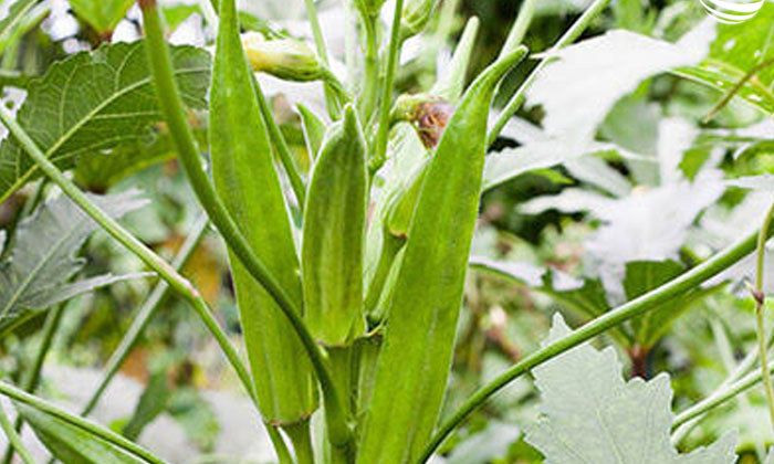  Ladies Finger Farming-TeluguStop.com