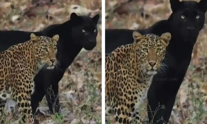  Video: Cheetah's Friendship With Black Panther. Rare Scene Recorded On Camera ,-TeluguStop.com