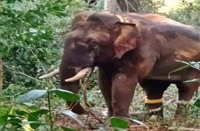  Man Escapes By A Whisker In Elephant Attack In Kerala's Idukki-TeluguStop.com