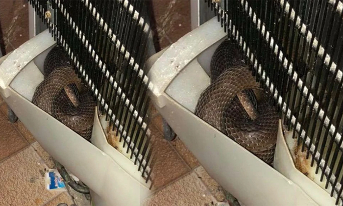  Man Find Giant Snake Hiding Behind Fridge Details, Fridge, Snake, Viral Latest,-TeluguStop.com