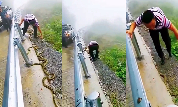  Man Picking Poisonous Snakes With Bare Hands Video Viral Details, Venomous Snake-TeluguStop.com
