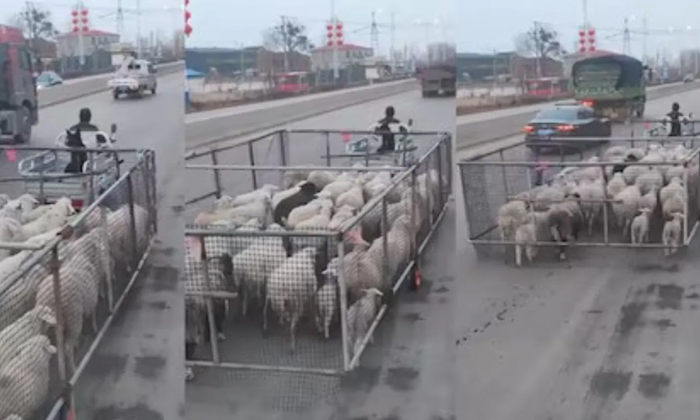  Man Using Brilliant Technique To Herd Sheeps Video Viral Details, Sheep , Helpin-TeluguStop.com