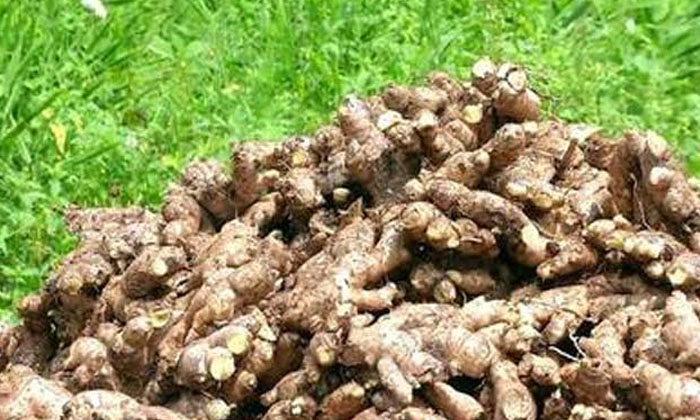  The Problem Of Pests In Ginger Cultivation.. Proprietary Methods , Ginger Cultiv-TeluguStop.com