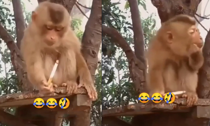  Monkey Smoking Cigarette Video Viral Details, Monkey, Monkey Video, Viral News,-TeluguStop.com