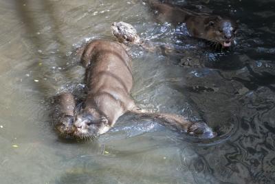  New Parasite Strain That Killed Sea Otters May Pose A Risk To Humans: Report-TeluguStop.com