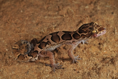  New Species Of Bent-toed Gecko Discovered In North Kerala-TeluguStop.com
