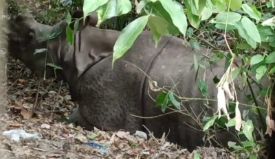  One-horned Rhino Killed In Kaziranga, First In 2 Years-TeluguStop.com