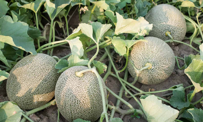 Telugu Agriculture, Methods, Muskmelon, Muskmelon Crop, Pesticides, Watermelon,