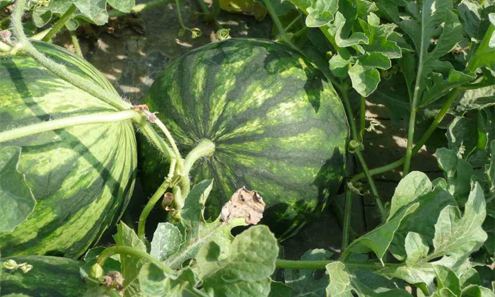 Telugu Agriculture, Methods, Muskmelon, Muskmelon Crop, Pesticides, Watermelon,