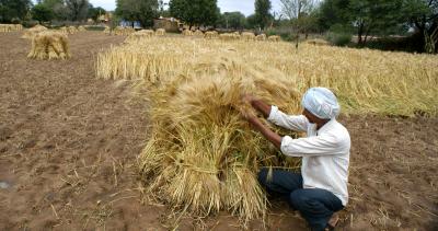  Rains, Hailstorm Destroy Standing Crops In Rajasthan, Farmers Distressed-TeluguStop.com