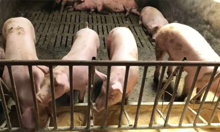 Telugu Classical Swine, Latest, Pig Farm, Pigs, Rare, Telugu, Tirumala Pigs, Tir