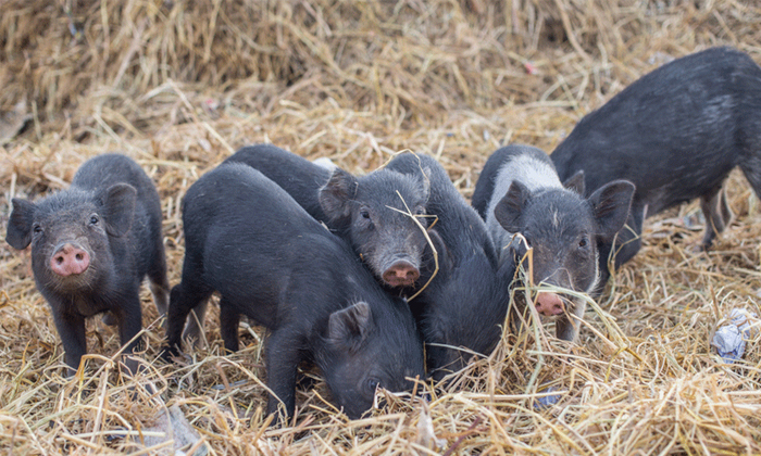 Telugu Classical Swine, Latest, Pig Farm, Pigs, Rare, Telugu, Tirumala Pigs, Tir