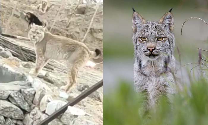  Rare Himalayan Lynx Animal Found In Laddakh Region Video Viral Details, Viral Vi-TeluguStop.com